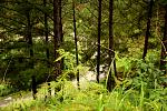 IMG 1537 
Đường đèo ẩn dưới rừng thông