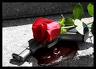 gun&roses's Avatar