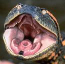 Black Anaconda's Avatar Black Anaconda's Avatar