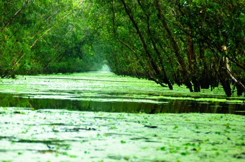 Bèo trôi
Vườn tràm Trà Sư - Châu Đốc